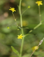 Ranunculus laxicaulis