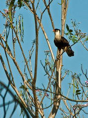 Caracara