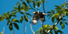 Caracara