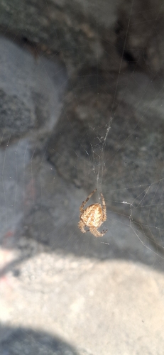 Cross Orbweaver