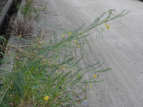 Sesbania cannabina observed 2026-10-03