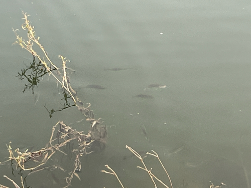 Largemouth Bass