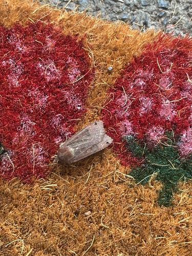 Large Yellow Underwing
