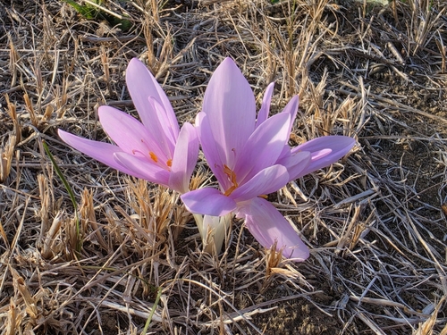 Autumn Crocus