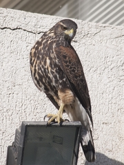 Parabuteo unicinctus unicinctus
