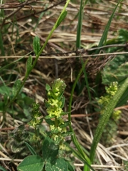 Cruciata