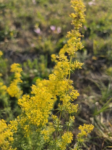 Lady's Bedstraw