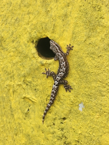 Lepidodactylus lugubris observed 2026-10-03