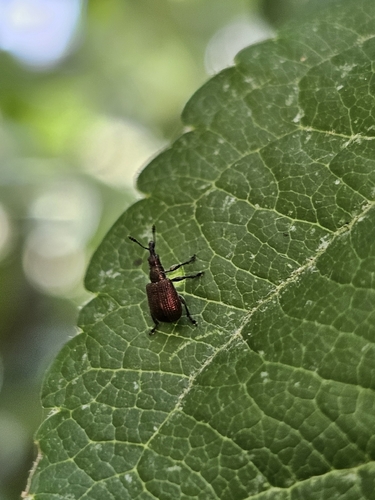 Involvulus cupreus
