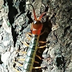 Scolopendra mutilans