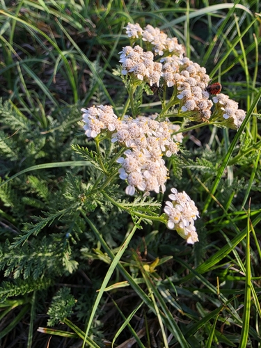 common yarrow