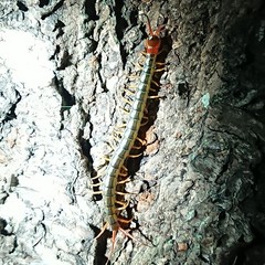 Scolopendra mutilans