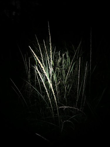 Sporobolus fertilis observed 2026-10-03