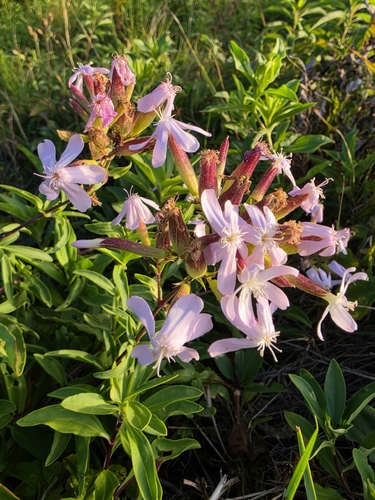 common soapwort