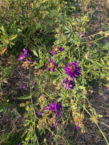 Alfalfa