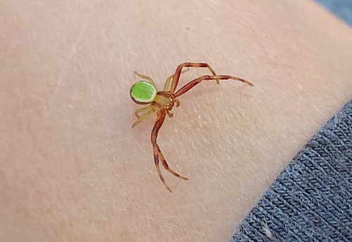 Triangle Crab Spider