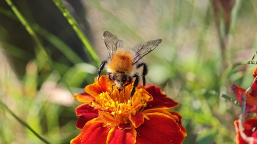 Common Carder Bumble Bee