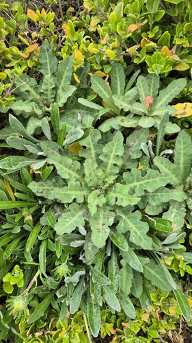 Sonchus megalocarpus, 2026-09-25