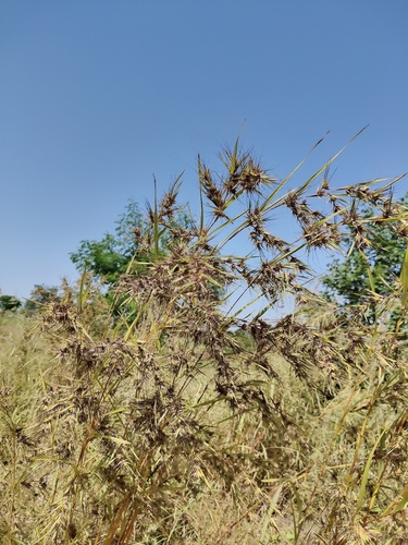 Themeda quadrivalvis observed 2026-10-02