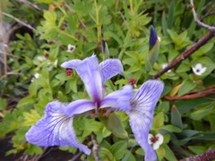 Iris hookeri