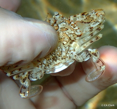 Cycloachelous granulatus