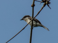 Hemipus picatus picatus