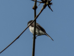 Hemipus picatus picatus