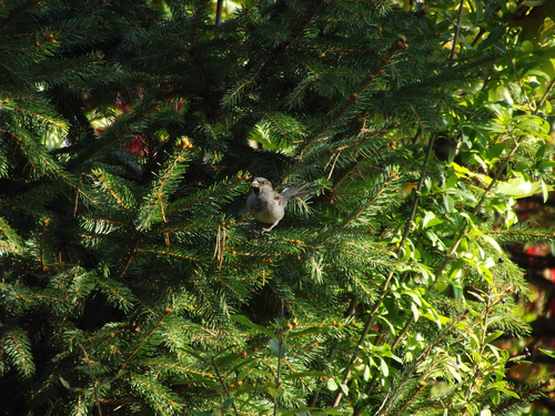 House Sparrow