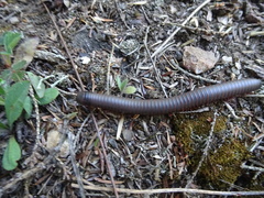 Narceus americanus