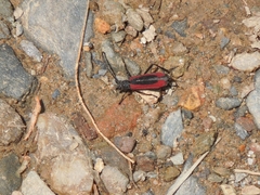 Amarysius altajensis coreanus