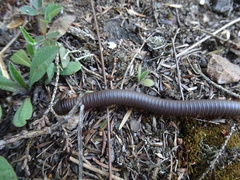 Narceus americanus
