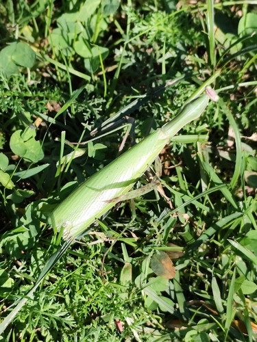 European Mantis