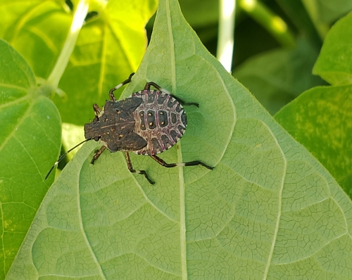 Brown Marmorated Stink Bug