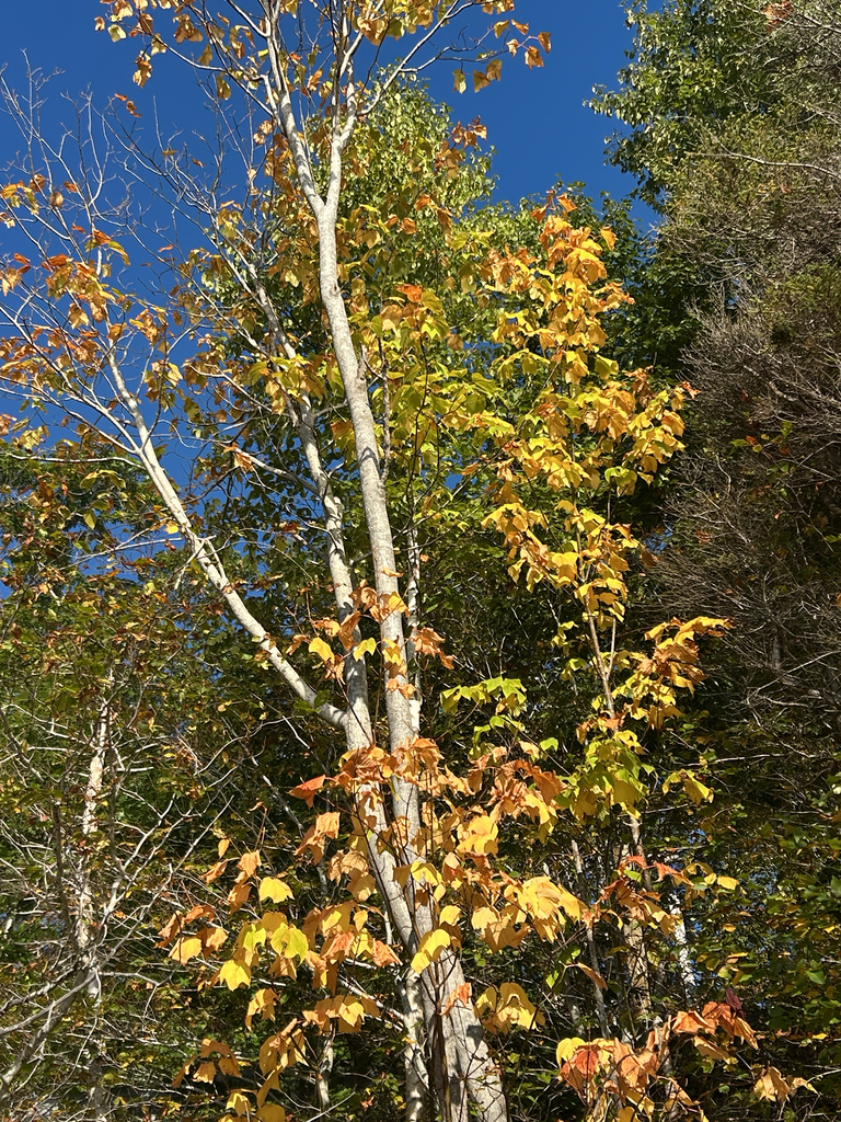 Young striped maples gone gold and orange under taller trees that are still green, against a blue sky.