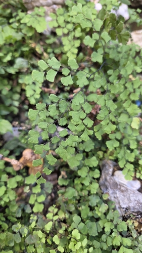 black maidenhair fern
