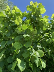 Corylus avellana