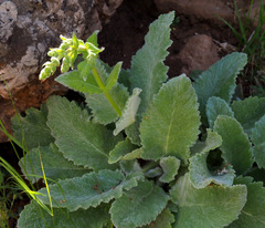 Salvia microstegia
