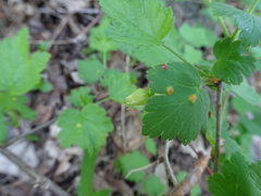 Cronartium ribicola