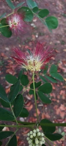 Samanea tubulosa