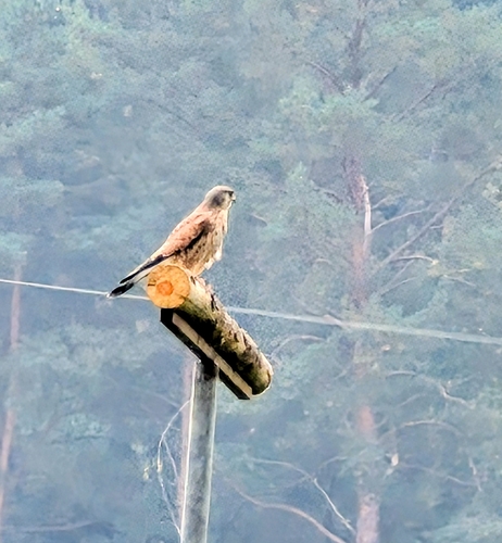 Eurasian Kestrel