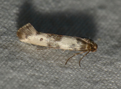Enolmis acanthella