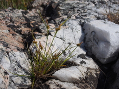 Carex viridula viridula