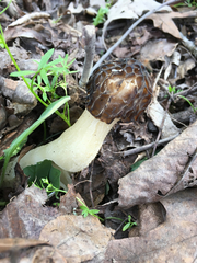 Morchella punctipes