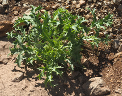 Eryngium billardieri