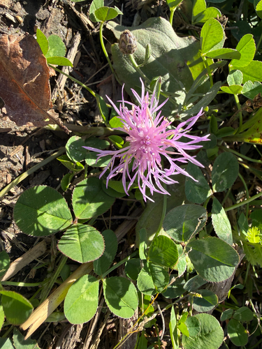 spotted knapweed