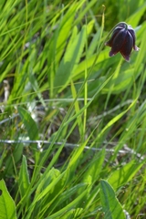 Fritillaria meleagroides