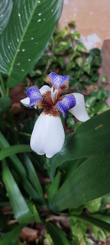 white walking iris