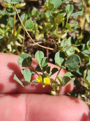 Trigonella suavissima observed 2026-10-03