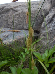 Carex paleacea