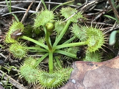 Drosera auriculata